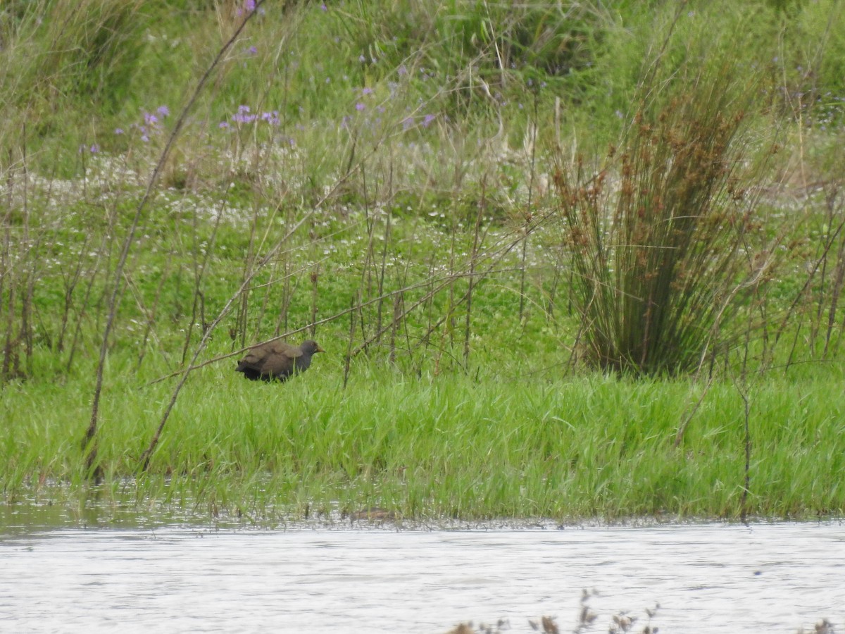 Black-tailed Nativehen - ML647016074