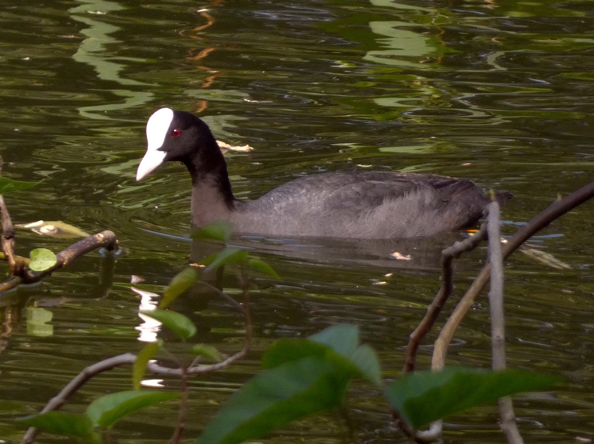 Eurasian Coot - ML647016075