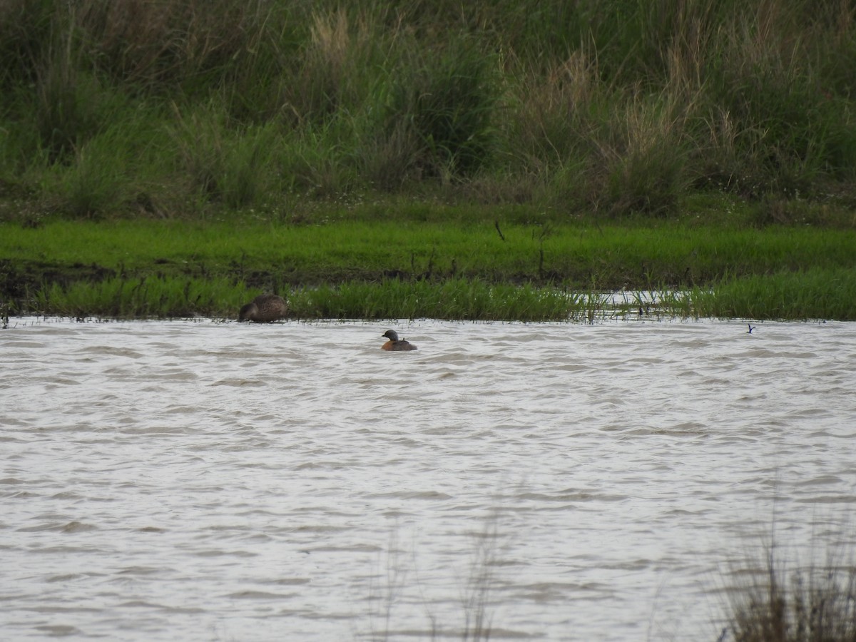 Hoary-headed Grebe - ML647016077