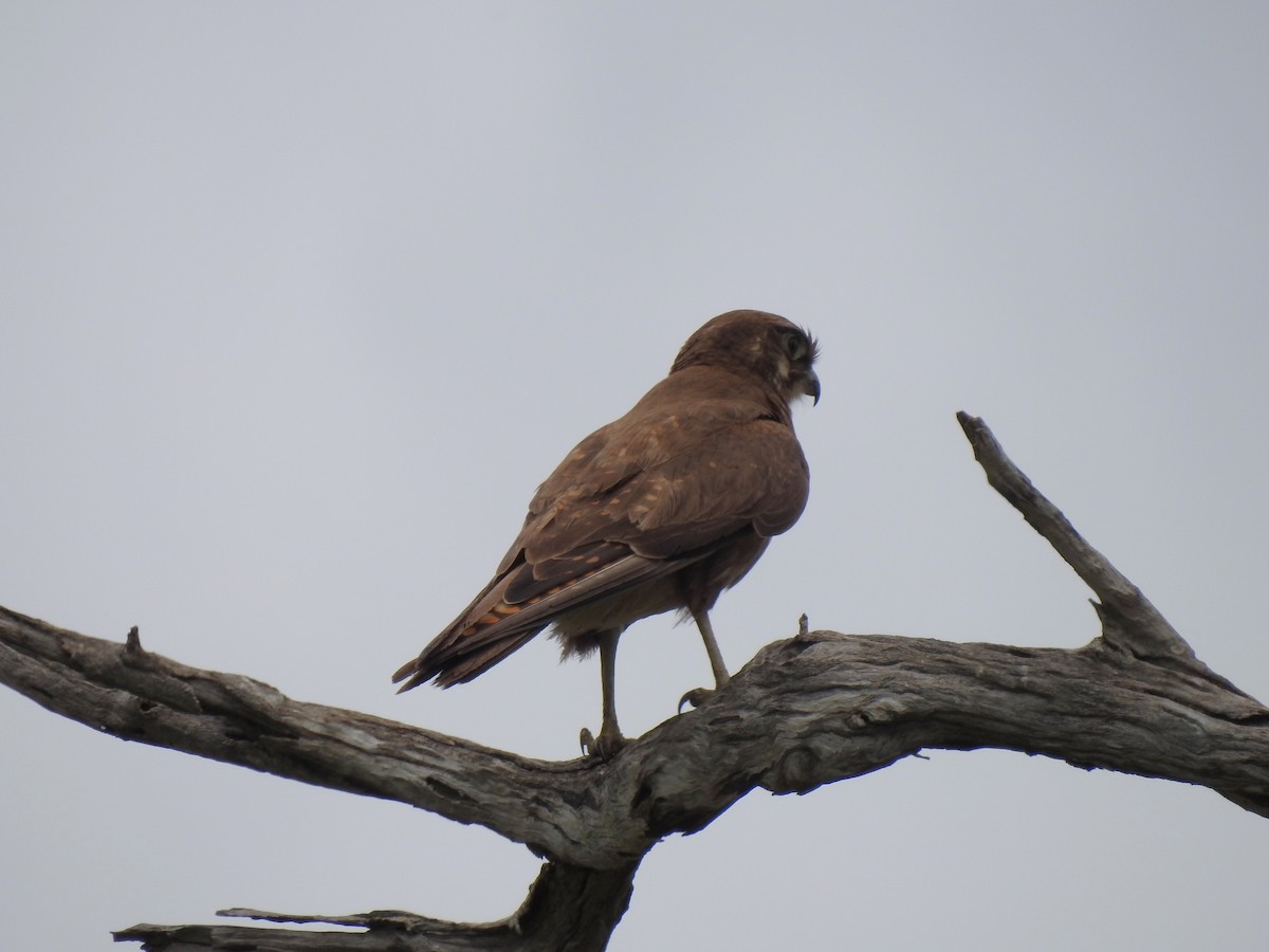 Brown Falcon - ML647016078