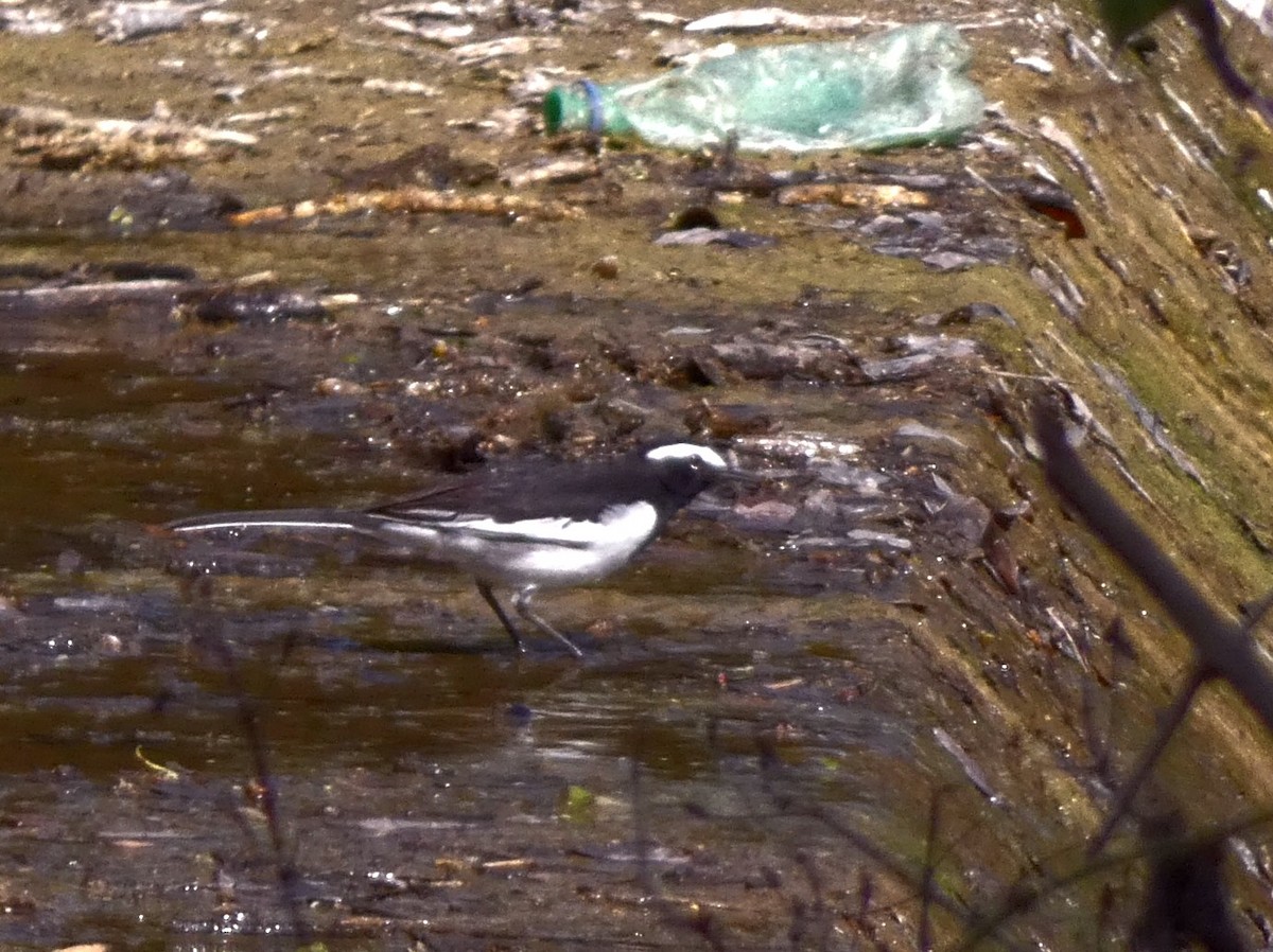 White-browed Wagtail - ML647016086