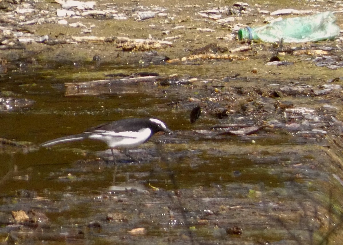 White-browed Wagtail - ML647016087