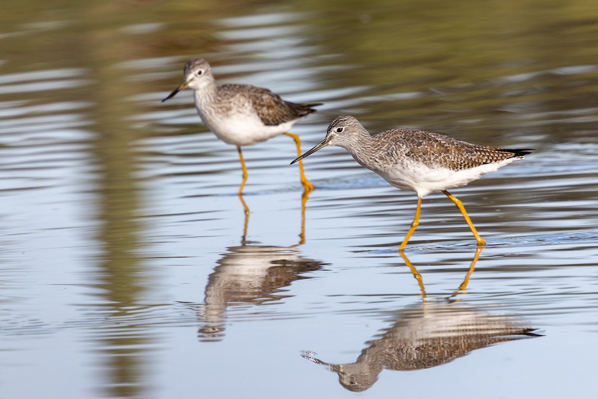 Greater Yellowlegs - ML647016104