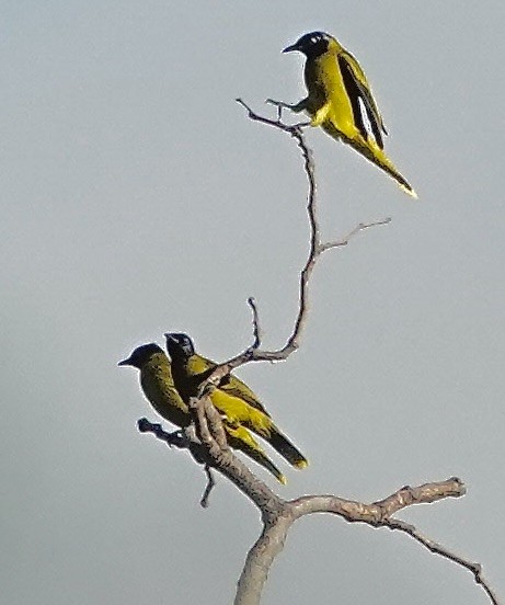Black-headed Bulbul - ML647016108