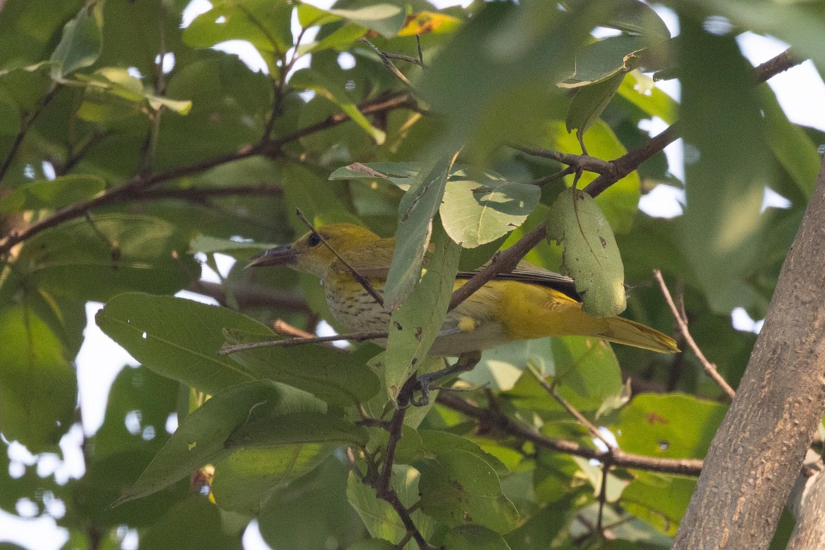 Вивільга індійська - ML647016109
