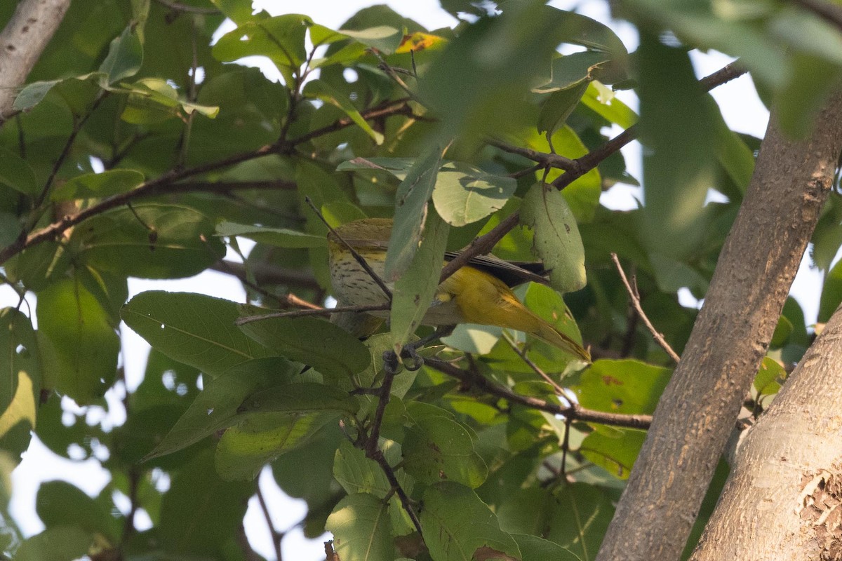 Вивільга індійська - ML647016110