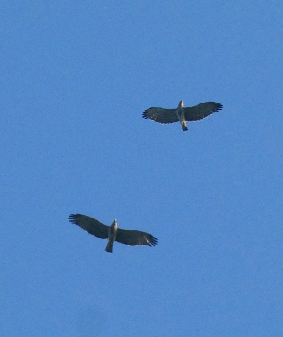 Short-toed Snake-Eagle - ML647016118