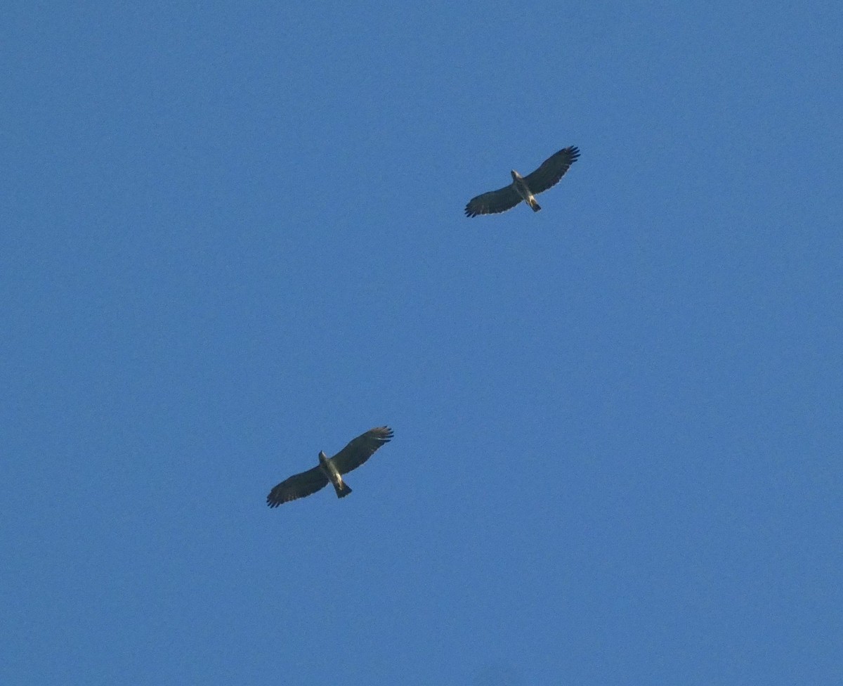 Short-toed Snake-Eagle - ML647016119