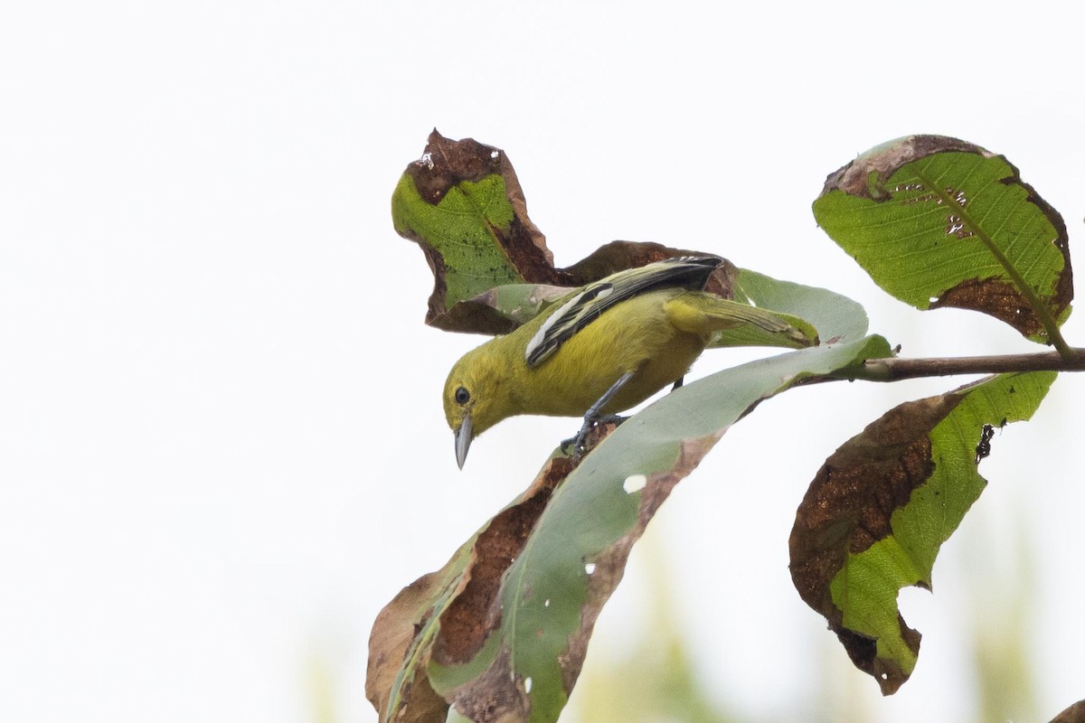 parkløvfugl - ML647016121