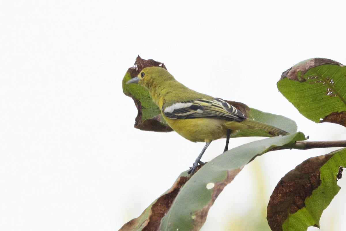 parkløvfugl - ML647016122