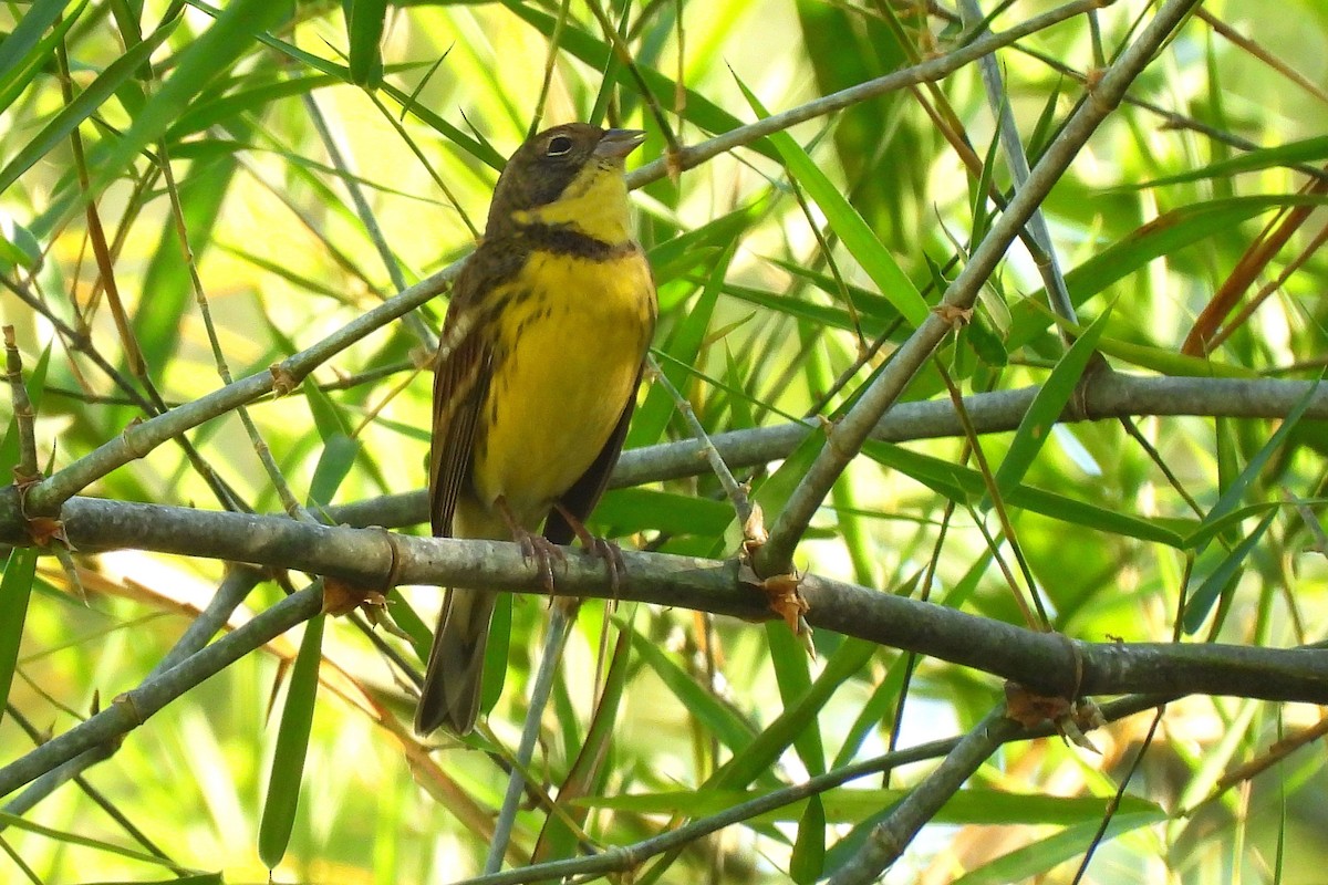 strnad obojkový - ML647016126