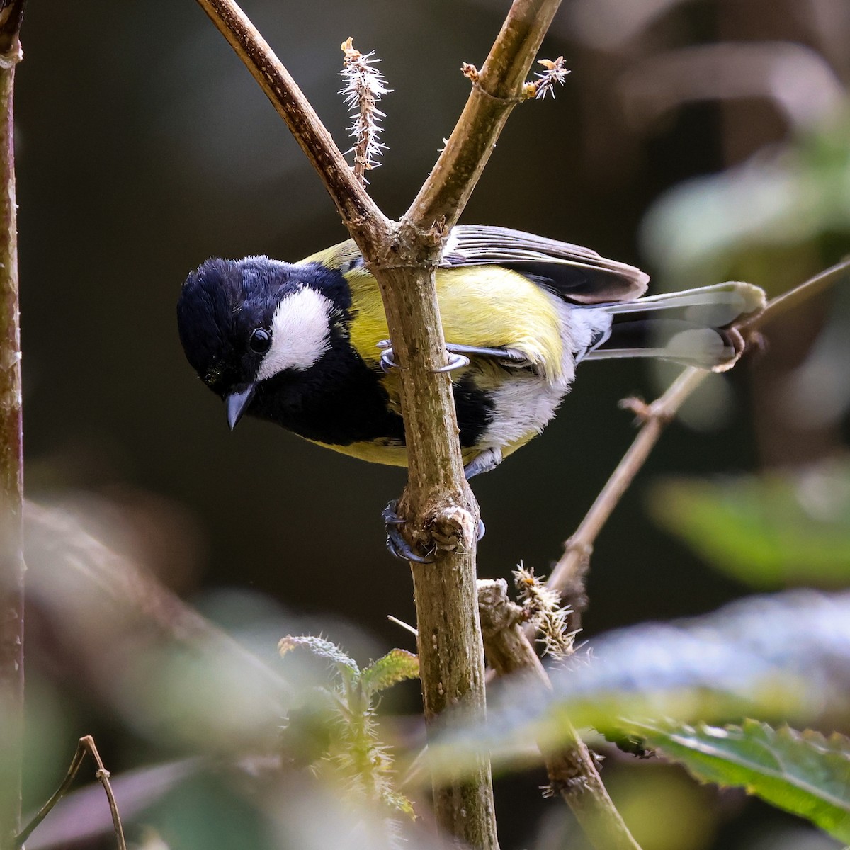 Bergkohlmeise - ML647016131