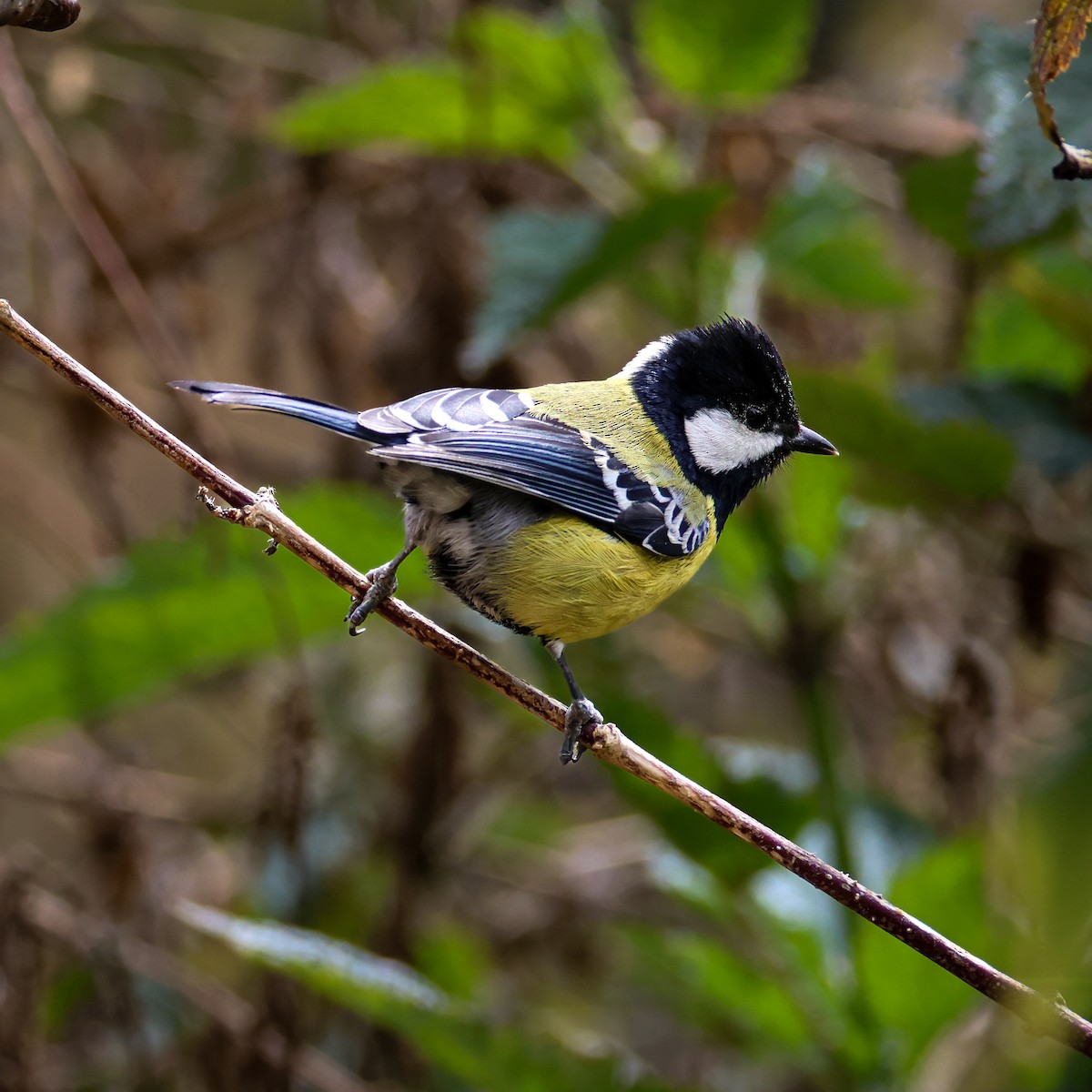 Bergkohlmeise - ML647016132