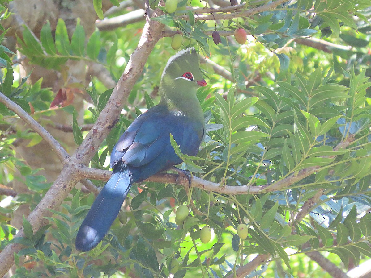 Nayzna Turakosu - ML647016133