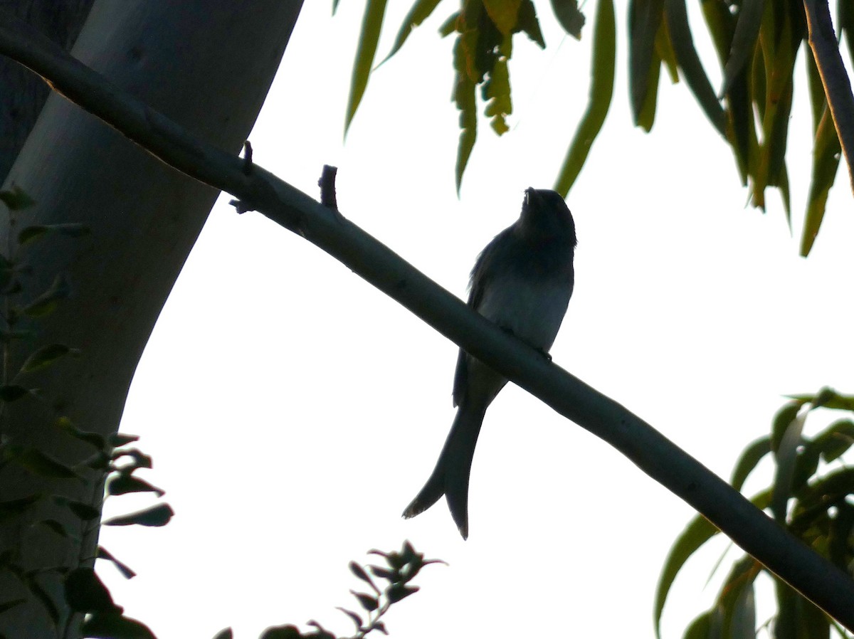 White-bellied Drongo - ML647016135