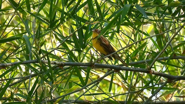 strnad obojkový - ML647016139