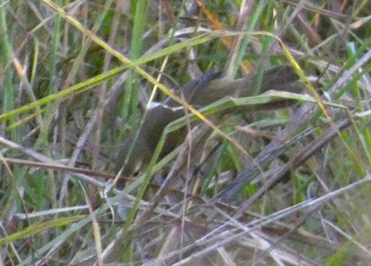 布氏葦鶯 - ML647016152