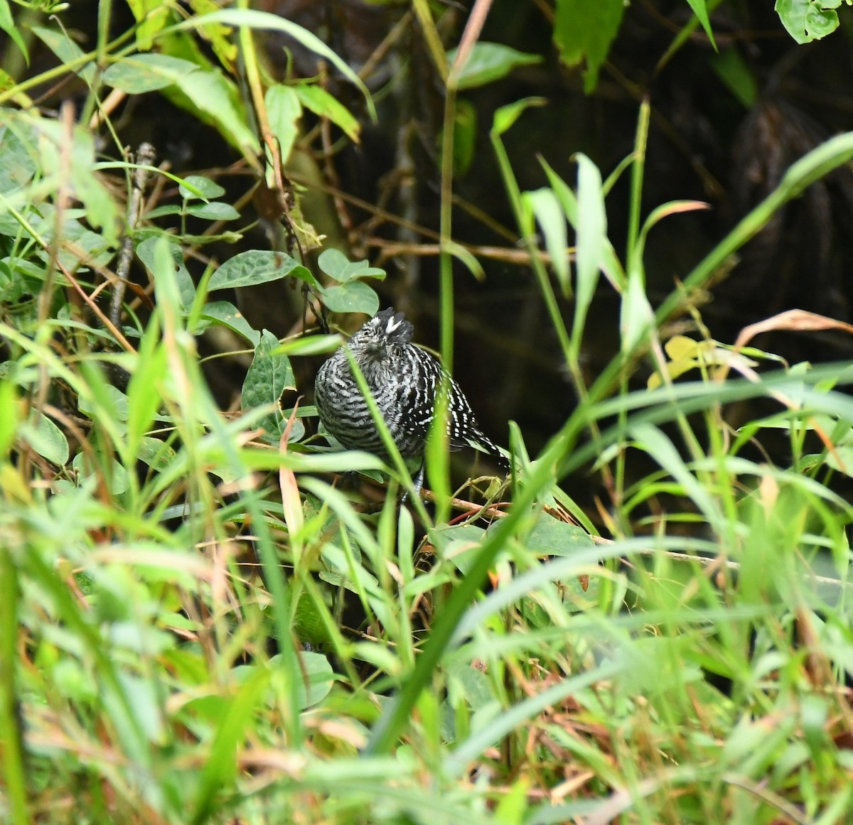 Barred Antshrike - ML647016156
