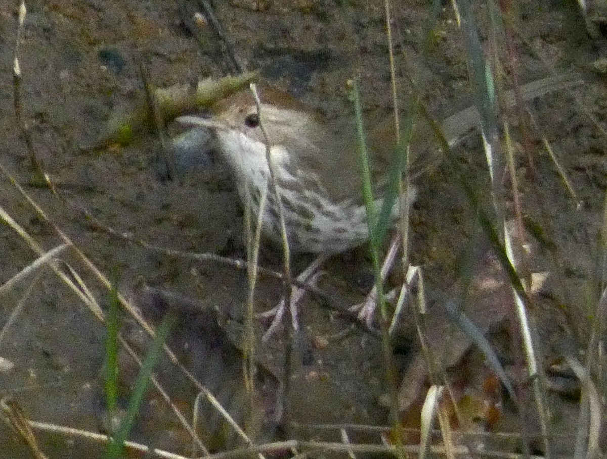 Puff-throated Babbler - ML647016160