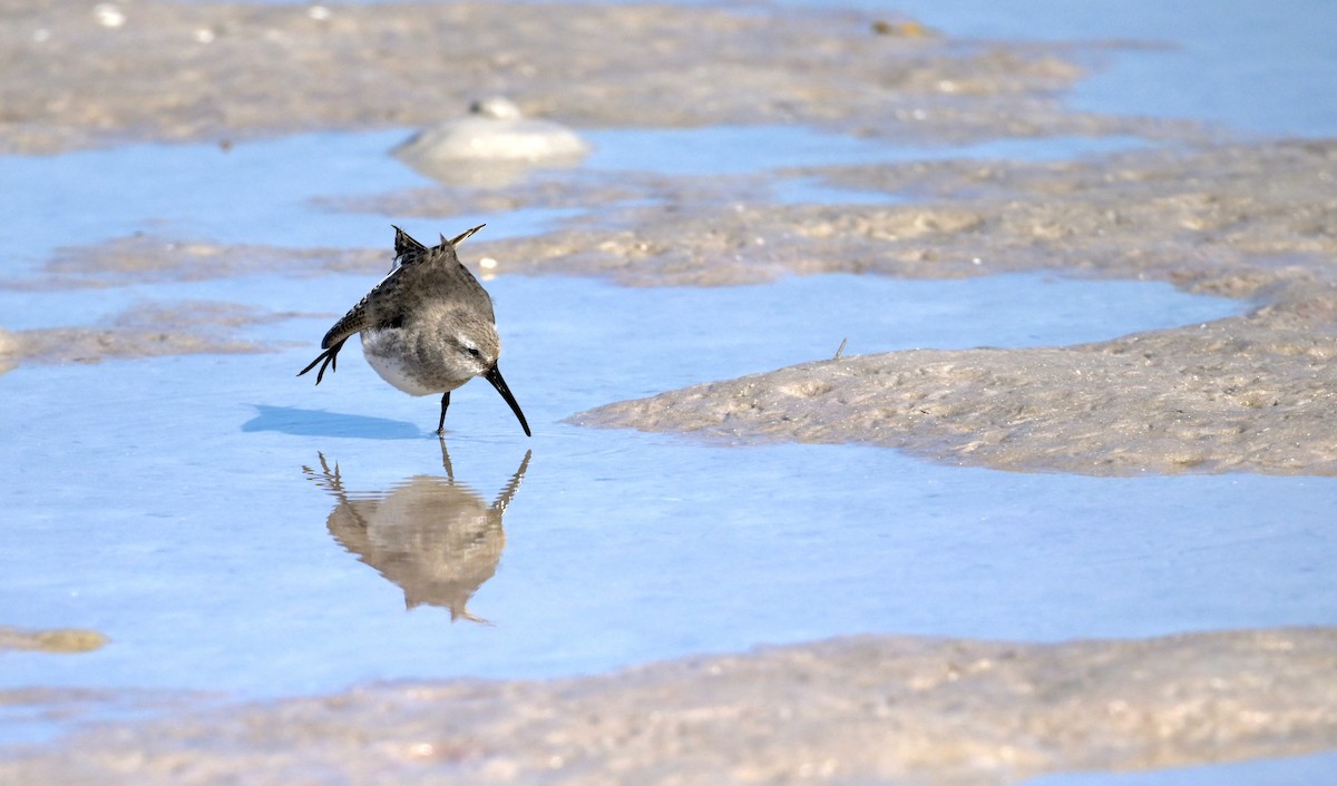 黑腹濱鷸 - ML647016162