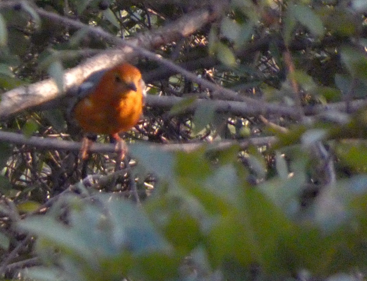 Orange-headed Thrush - ML647016169