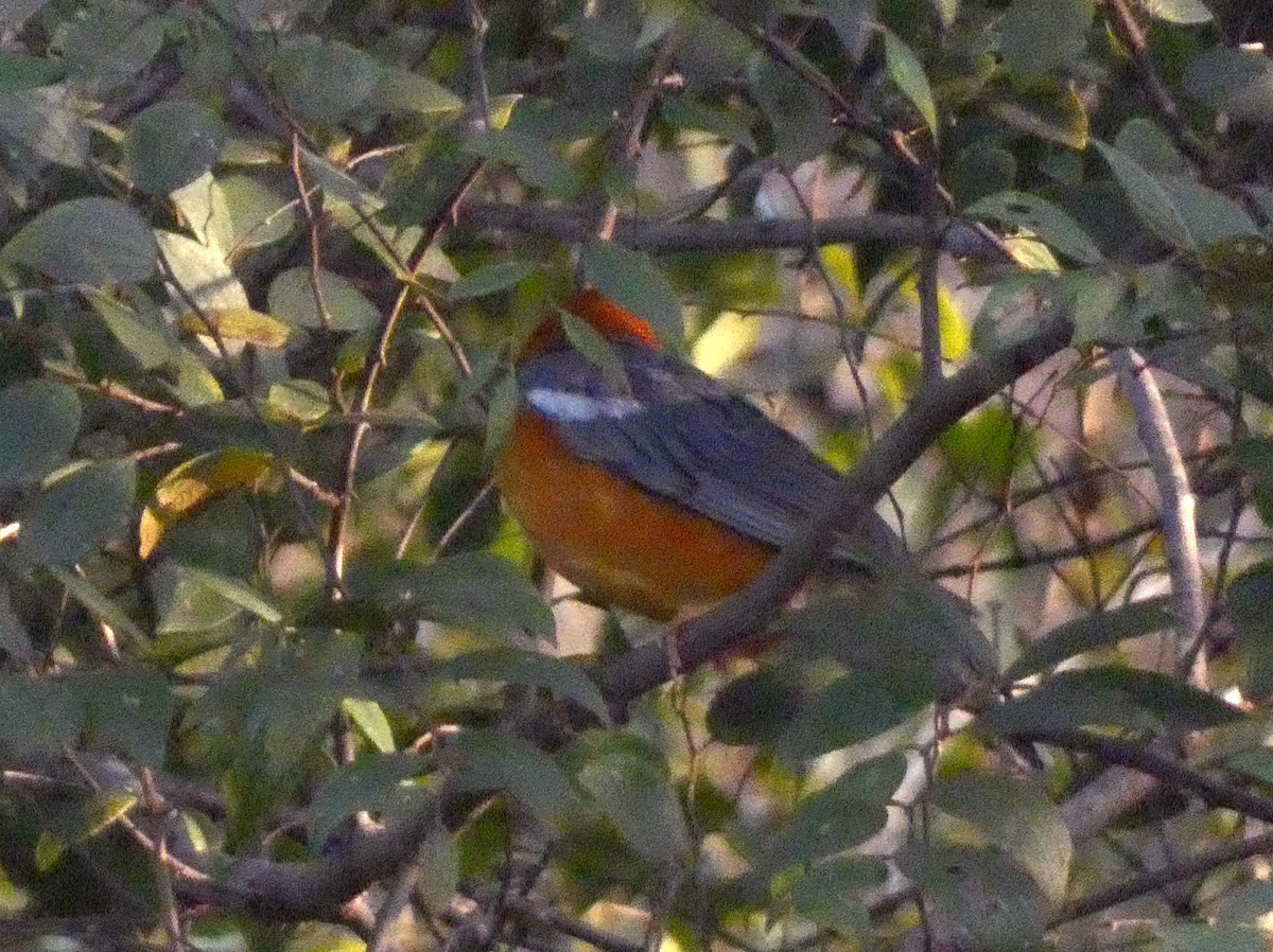 Orange-headed Thrush - ML647016170