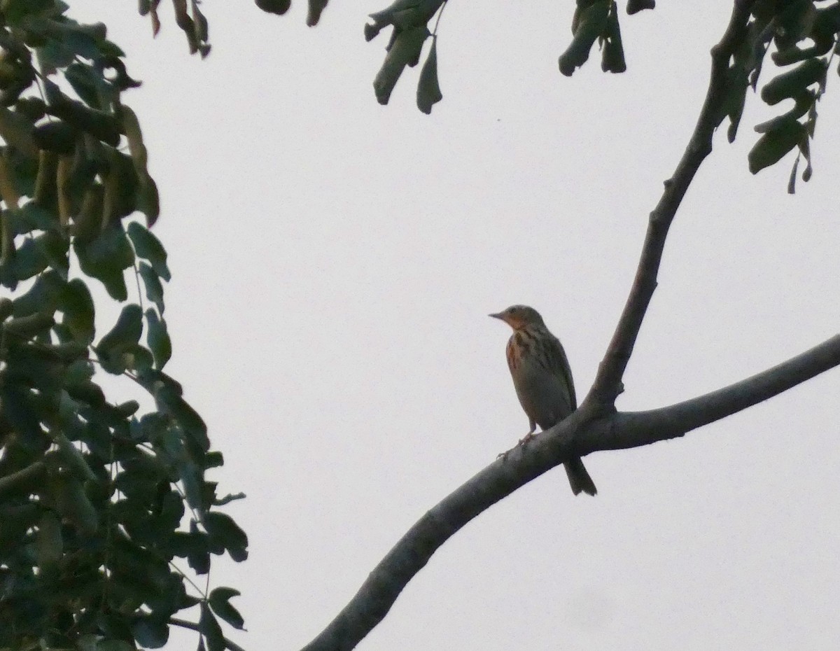 Tree Pipit - ML647016175