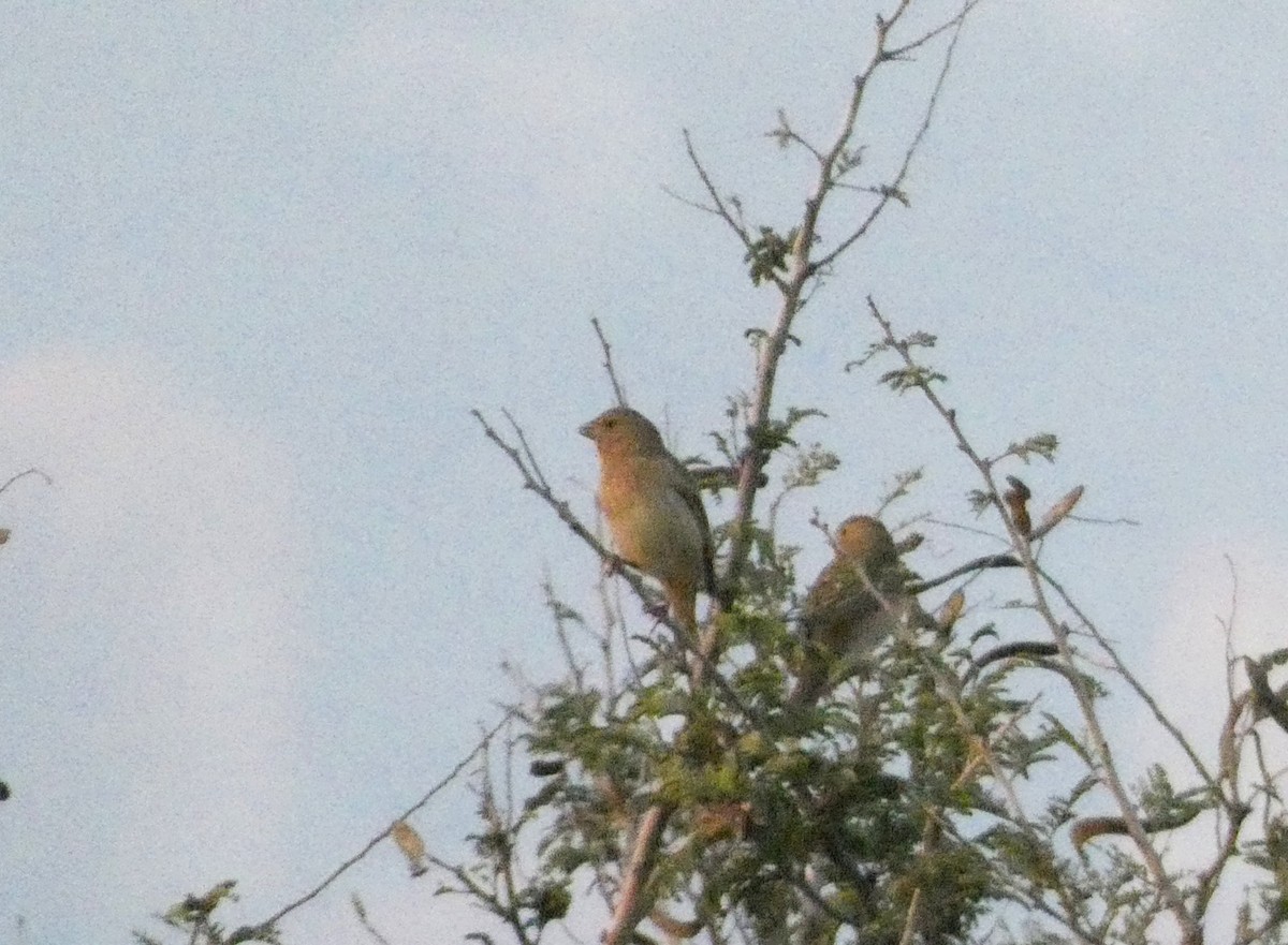 Обыкновенная чечевица - ML647016181