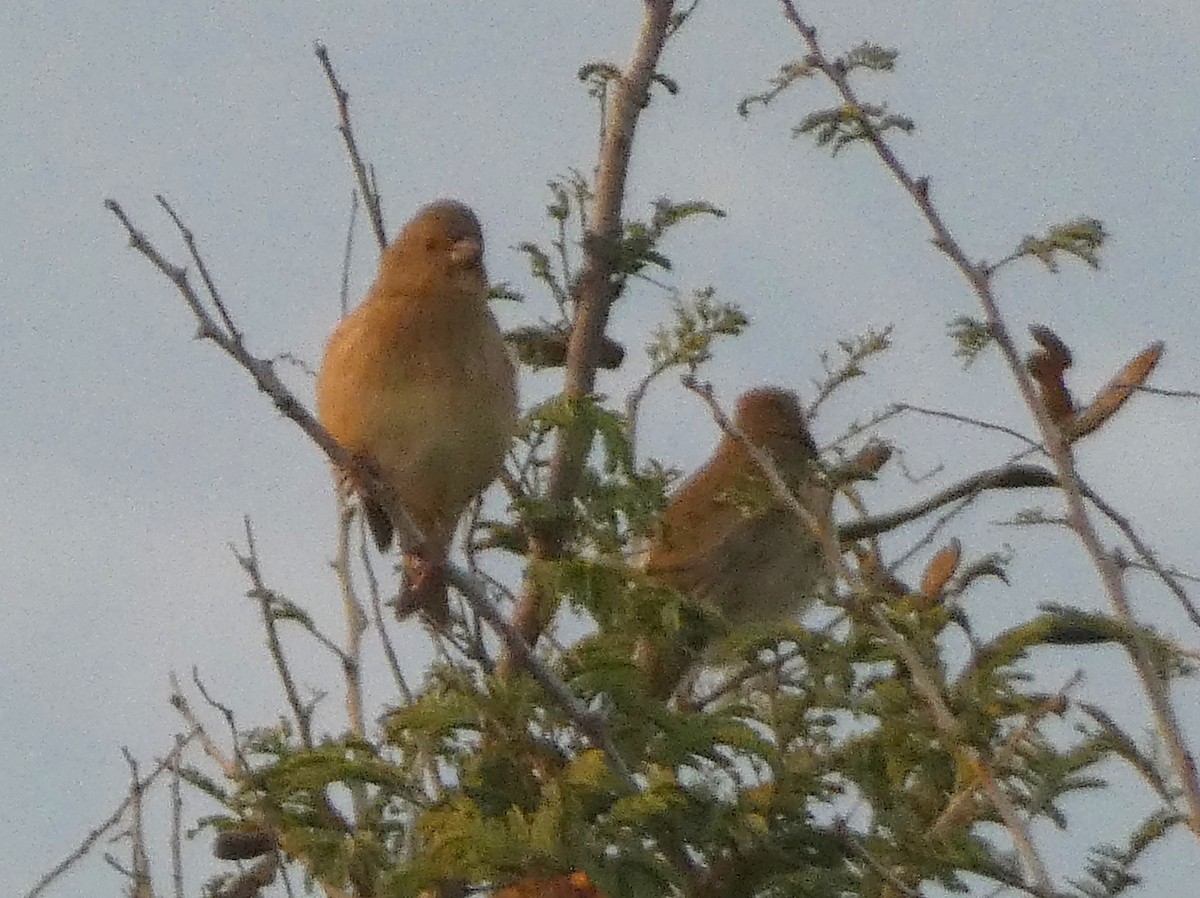 Обыкновенная чечевица - ML647016182