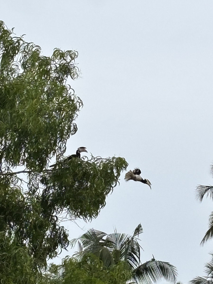 Cálao Coronado - ML647016184