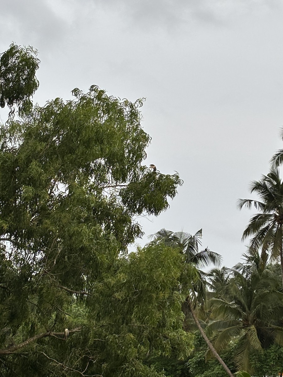 Cálao Coronado - ML647016185