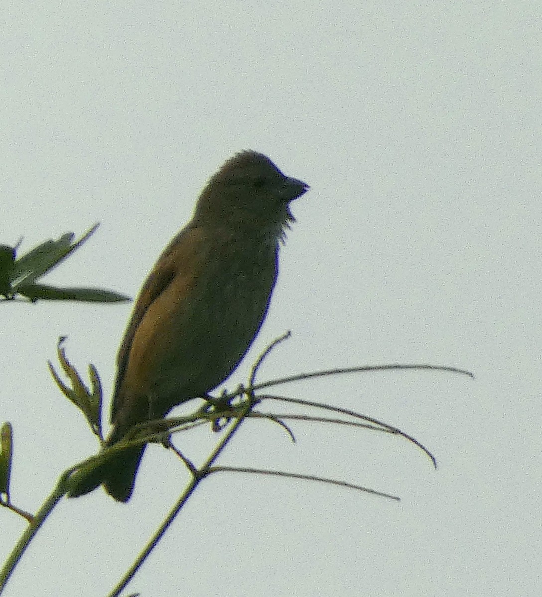 Обыкновенная чечевица - ML647016186