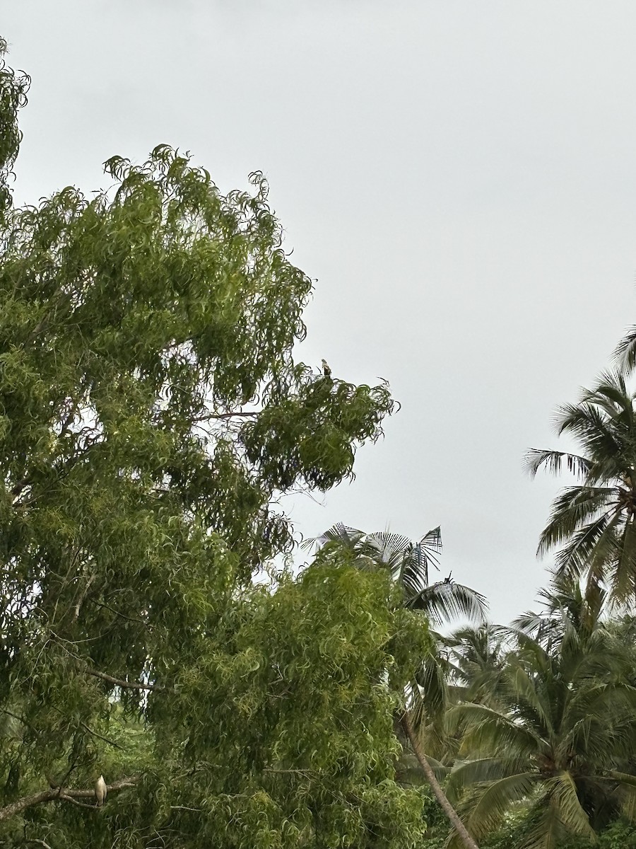 Cálao Coronado - ML647016187