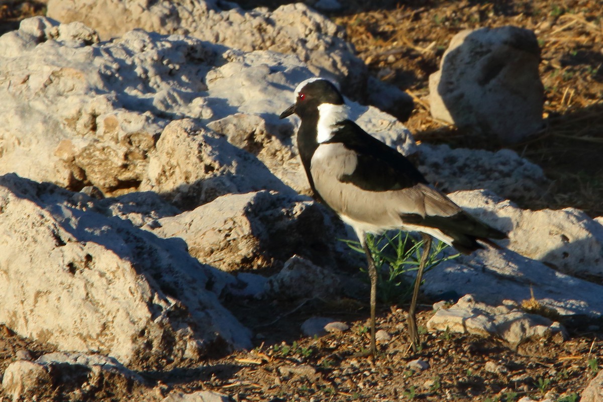 Blacksmith Lapwing - ML647016191