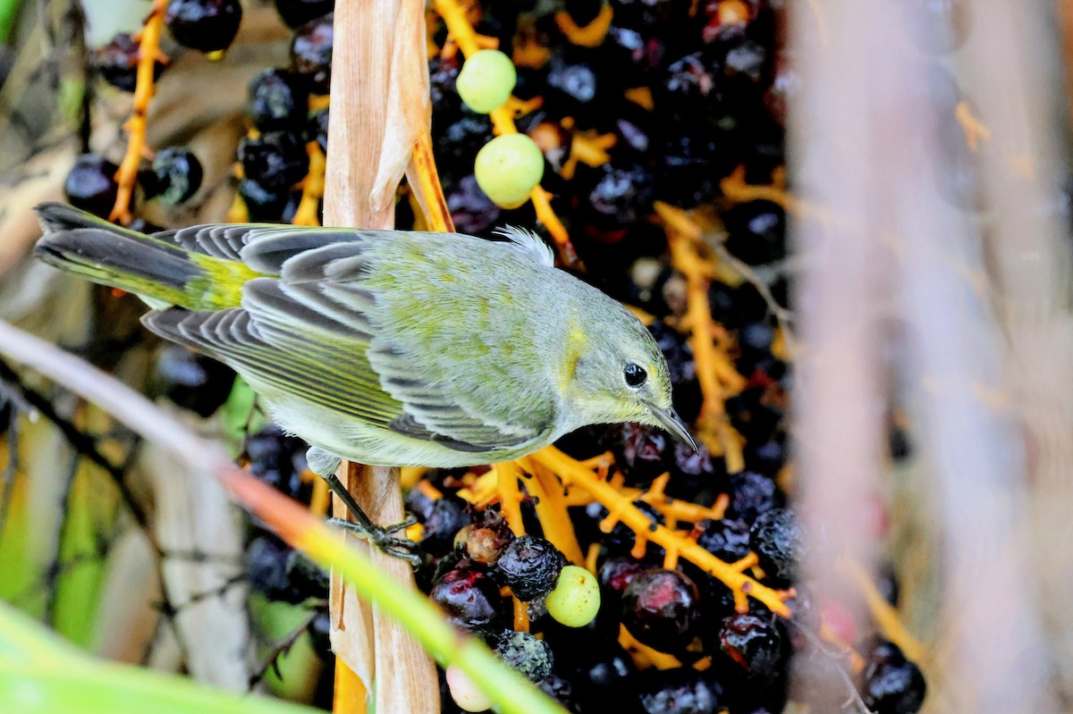 Cape May Warbler - ML647016197