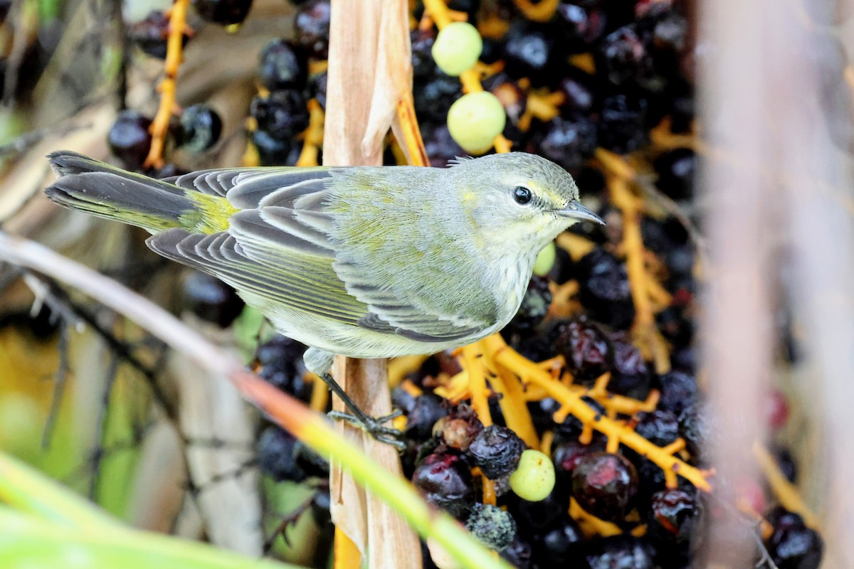 Cape May Warbler - ML647016198