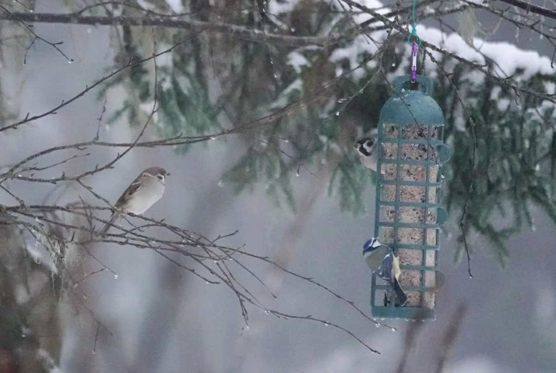 Eurasian Tree Sparrow - ML647016199