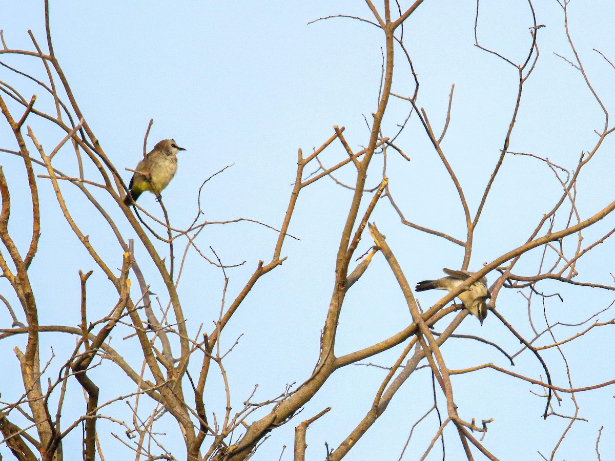 Yellow-vented Bulbul - ML647016201