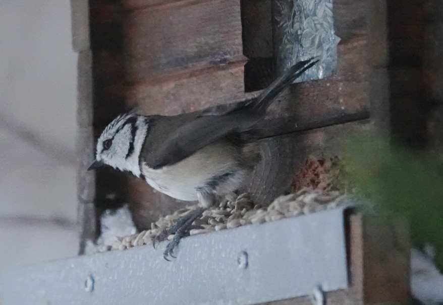 Crested Tit - ML647016202