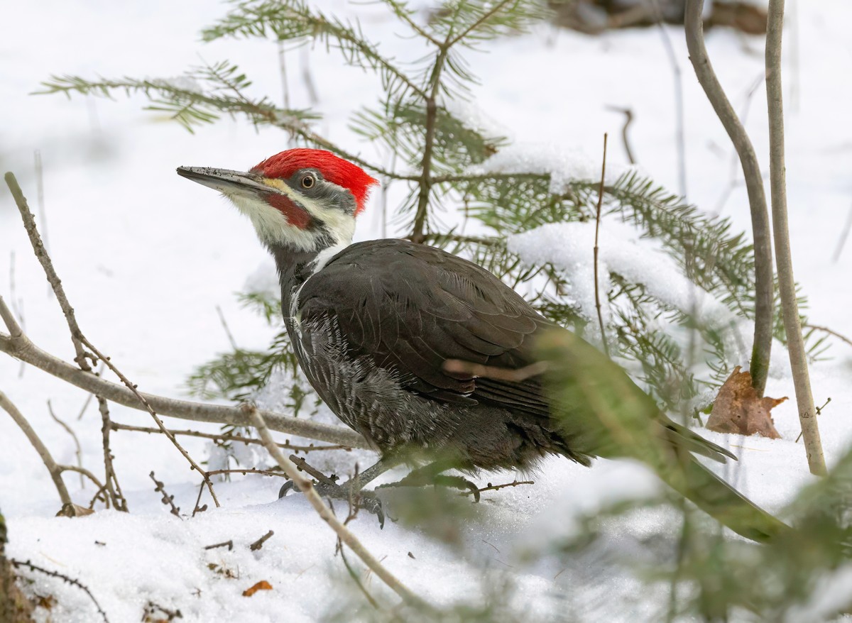 Pileated Woodpecker - ML647016203