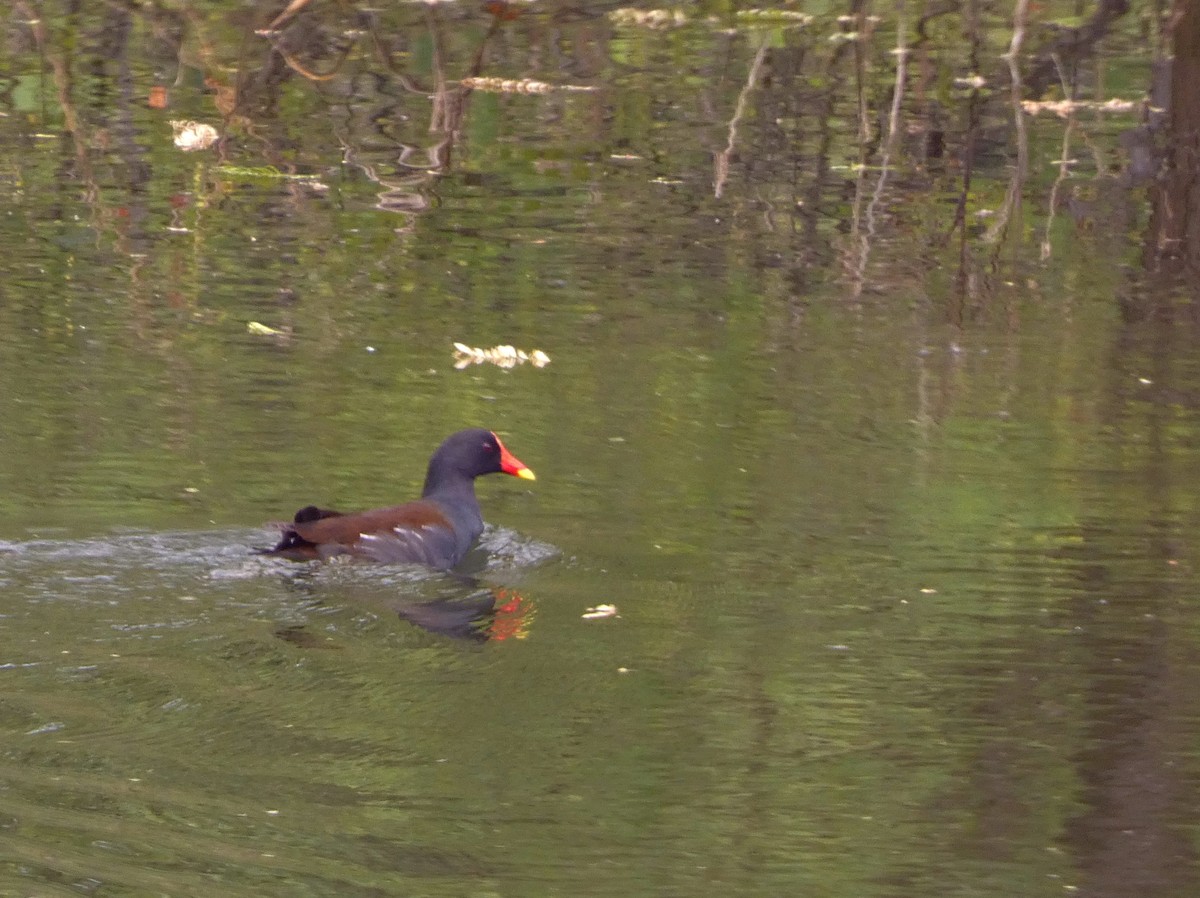 Eurasian Moorhen - ML647016205