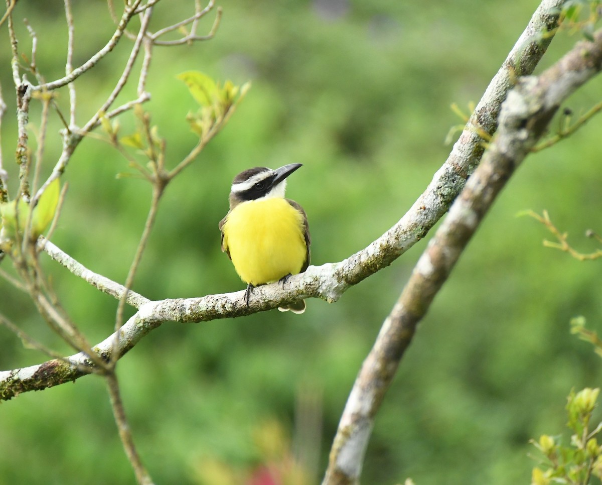 Boat-billed Flycatcher - ML647016214