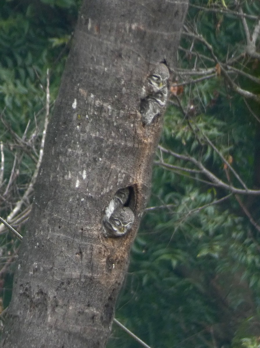Spotted Owlet - ML647016220