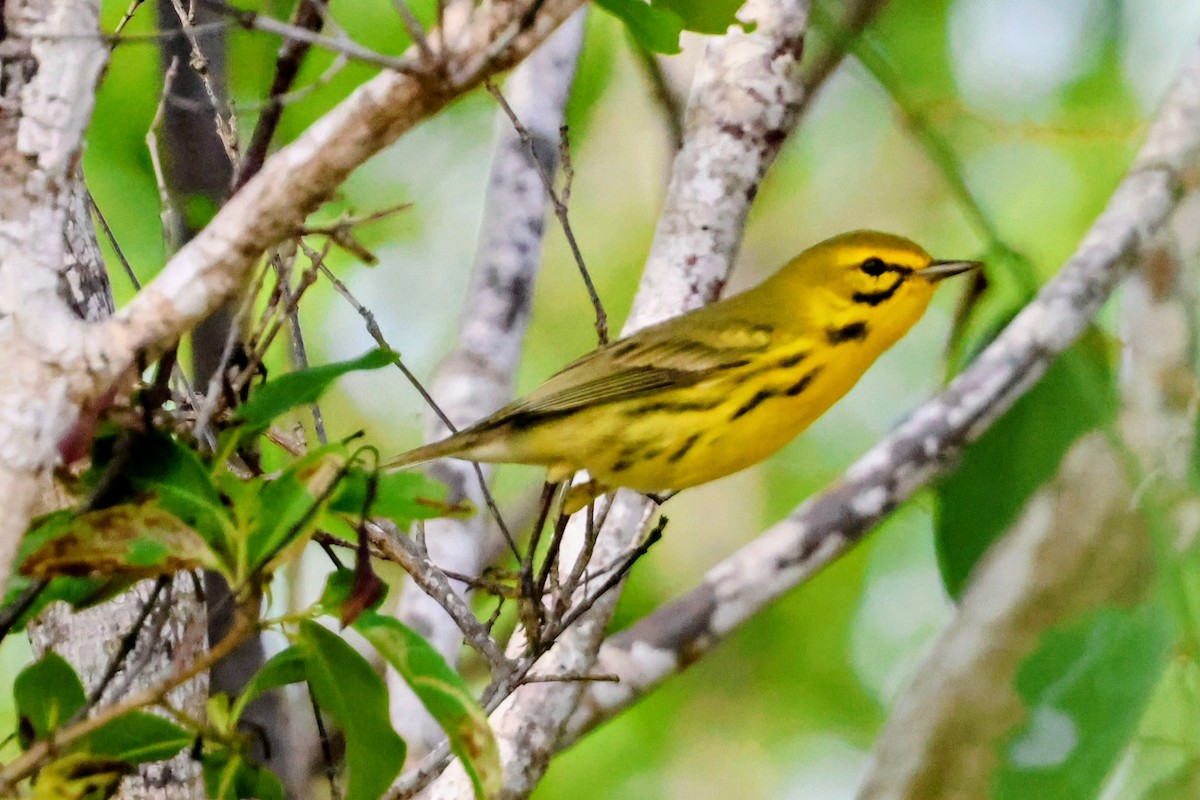 Пісняр-лісовик прерієвий - ML647016234