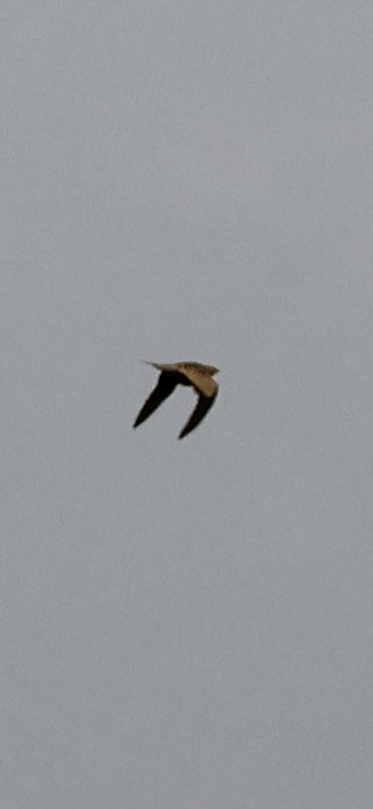 stepokur hnědobřichý - ML647016236