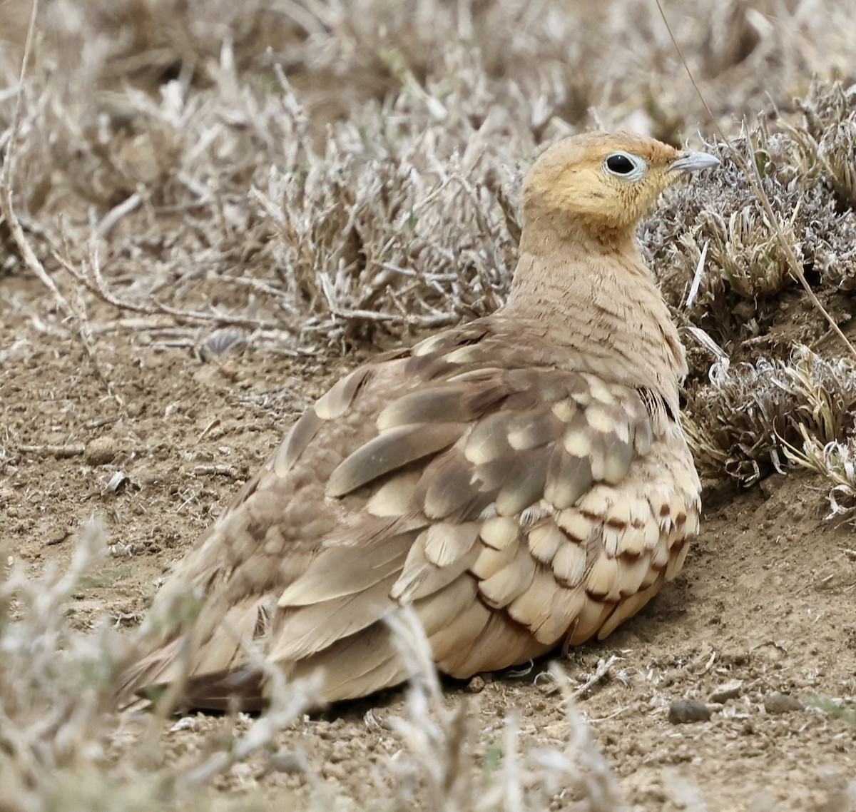 stepokur hnědobřichý - ML647016237