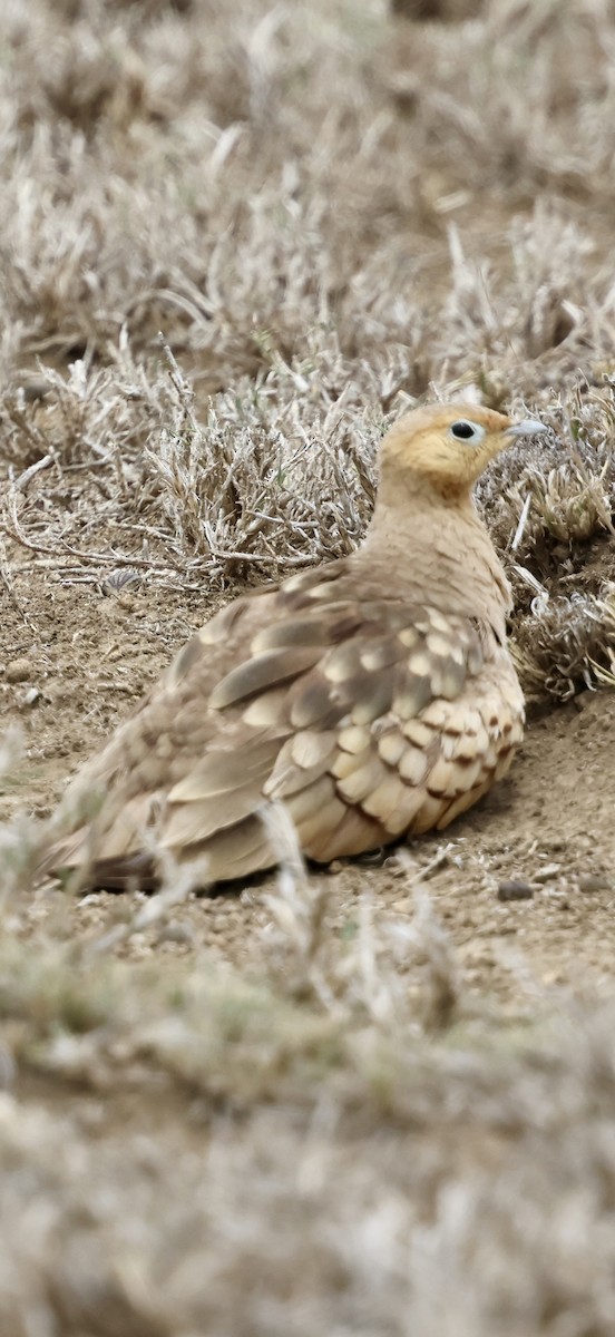 stepokur hnědobřichý - ML647016238