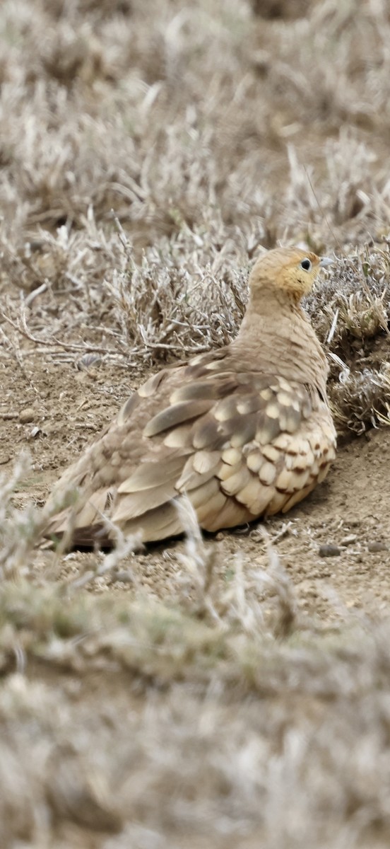 stepokur hnědobřichý - ML647016239