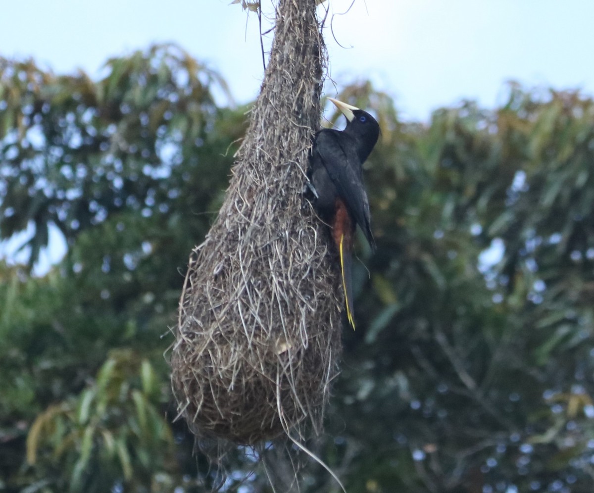 Tepeli Oropendula - ML647016250