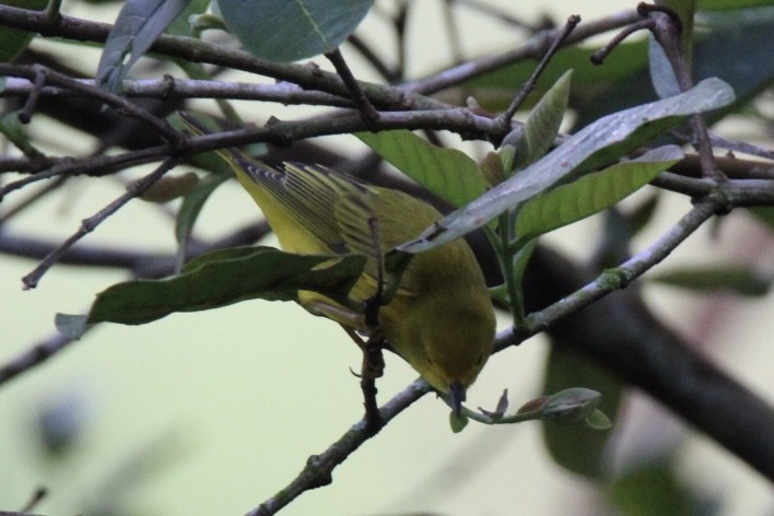Northern Yellow Warbler - ML647016260